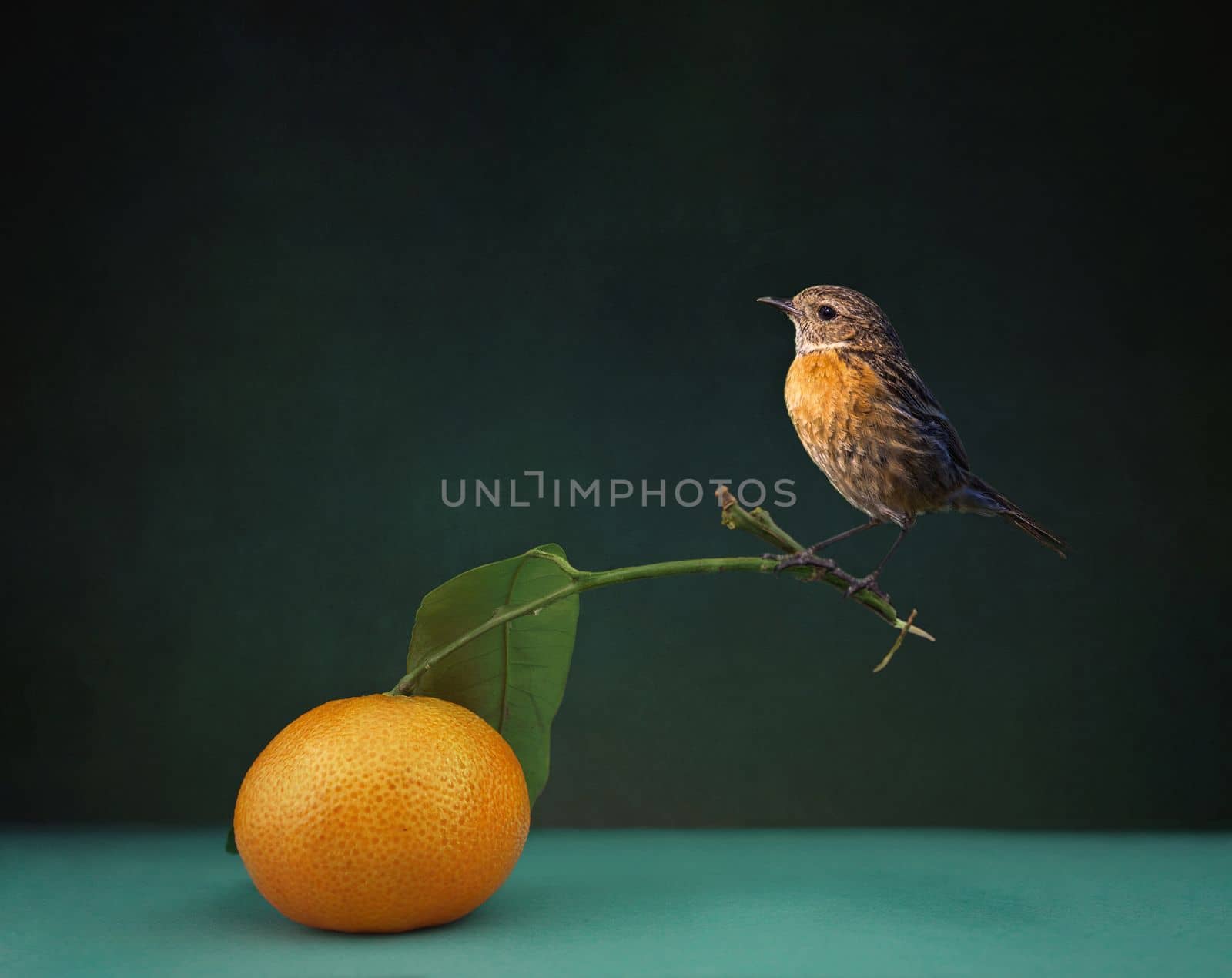 Little bird sits on leaf of tangerine mandarine on the blue table in the room on black background. wall paper. banner. by Costin