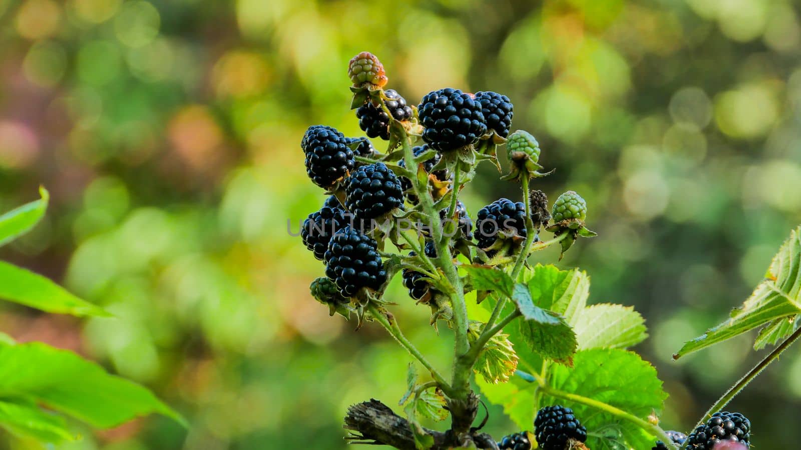 A bunch of ripe blackberries on top of a bush against a blurred background. by gelog67