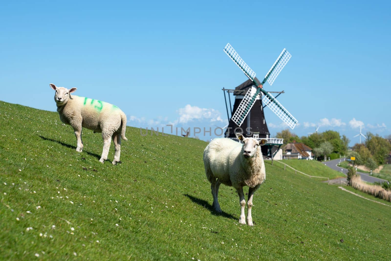 Panoramic image of the windmill of Pellworm against blue sky, North Frisia, Germany