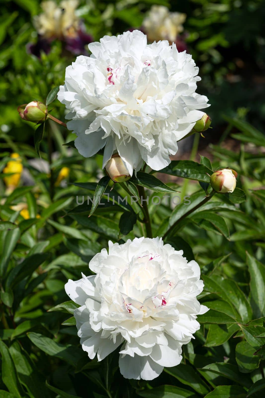 Close up image of Peony (Paeonia lactiflora), flowers of summer