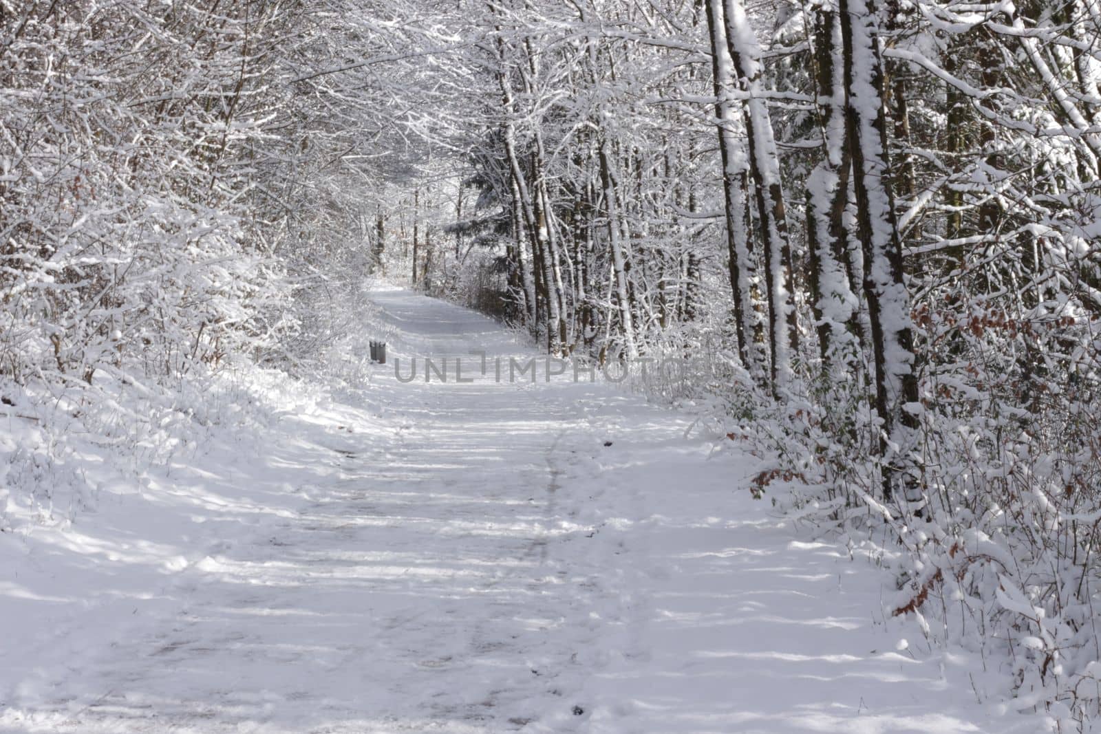 a road in a forest or park covered with snow in winter along with surrounding bushes and trees and Christmas trees in Germany Europe. High quality photo