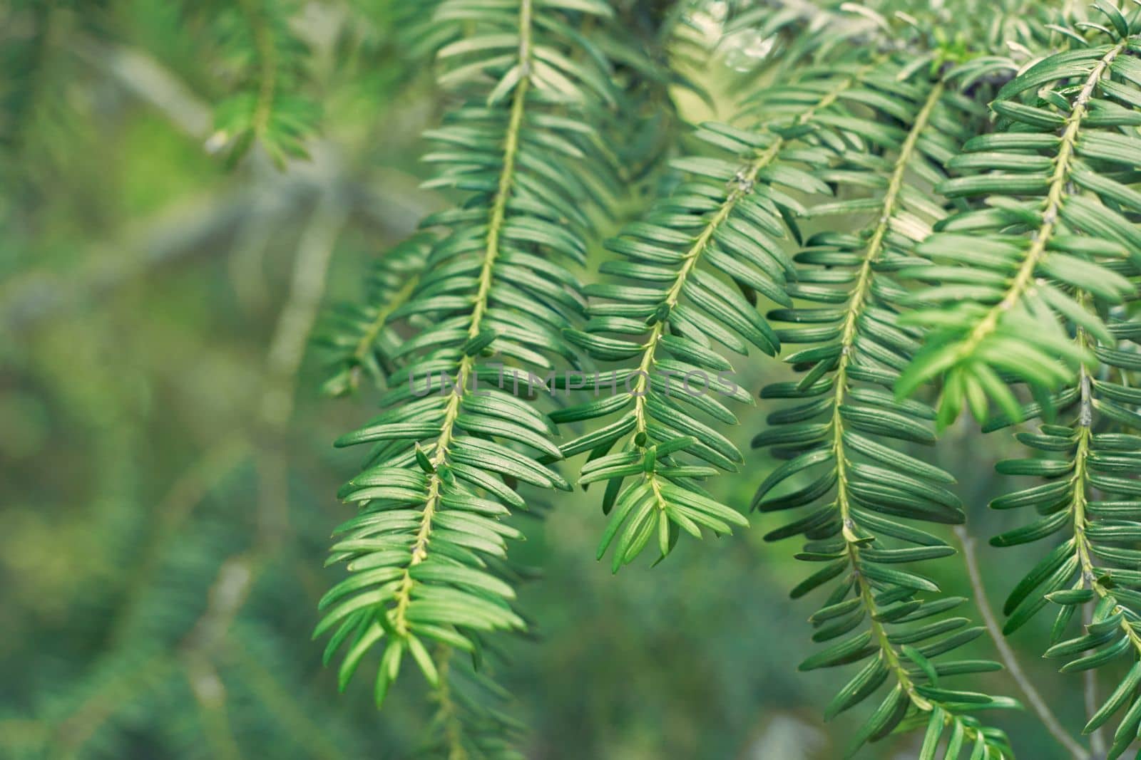 Taxus baccata green twig texture. Berry yew plant texture background. High quality photo