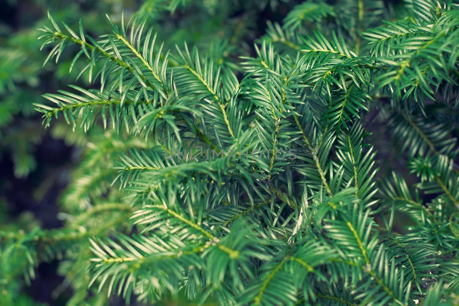 Taxus baccata green twig texture. Berry yew plant texture background. High quality photo