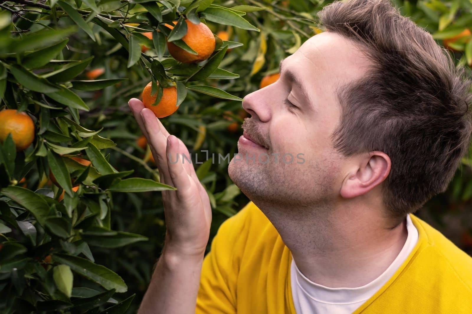 Cheerful young man harvests oranges and mandarins on citrus farm on sunny summer day. 