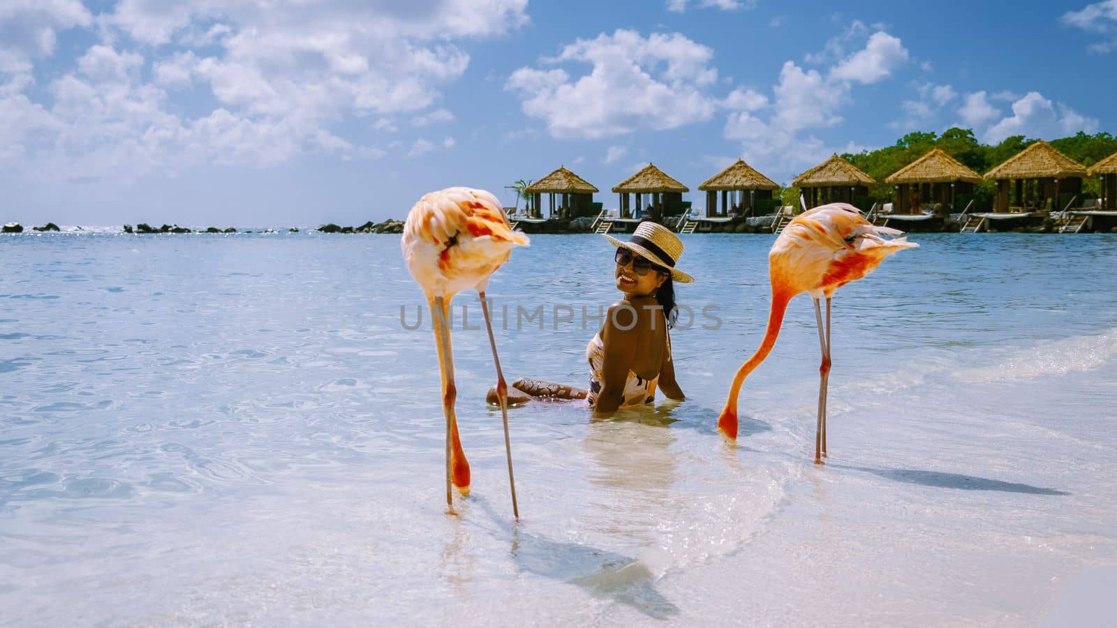women at the beach with pink flamingos , flamingo at the beach in Aruba Island Caribbean by fokkebok