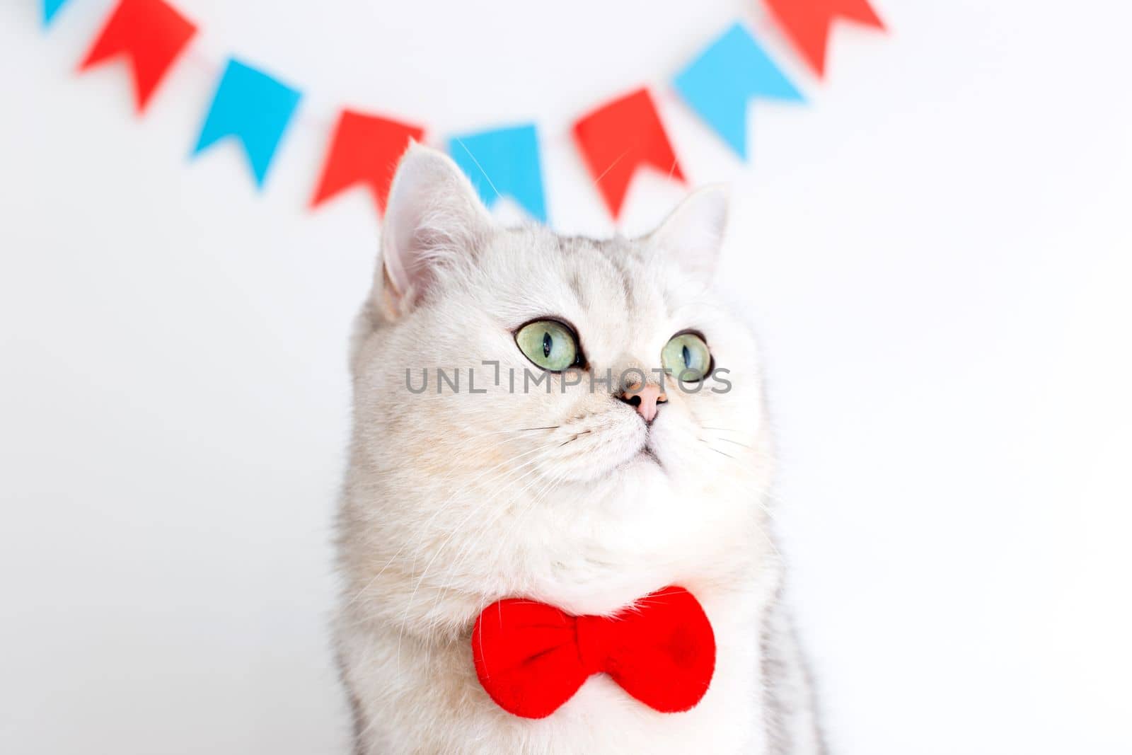 Cute white cat in a red bow tie sitting on a white background under colorful flags, looking away. Copy space. Close up