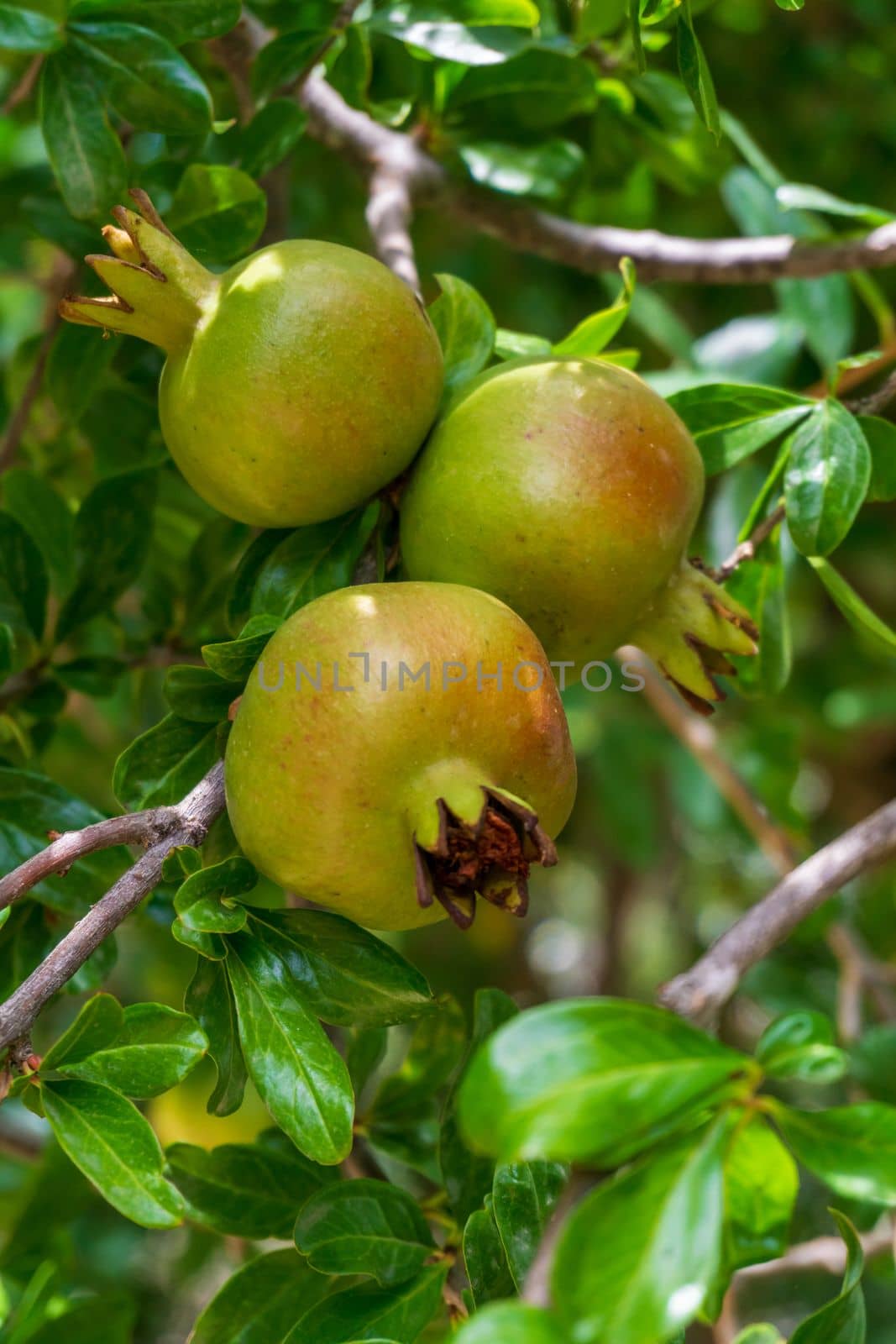 Green pomegranades brewing on a branch close up