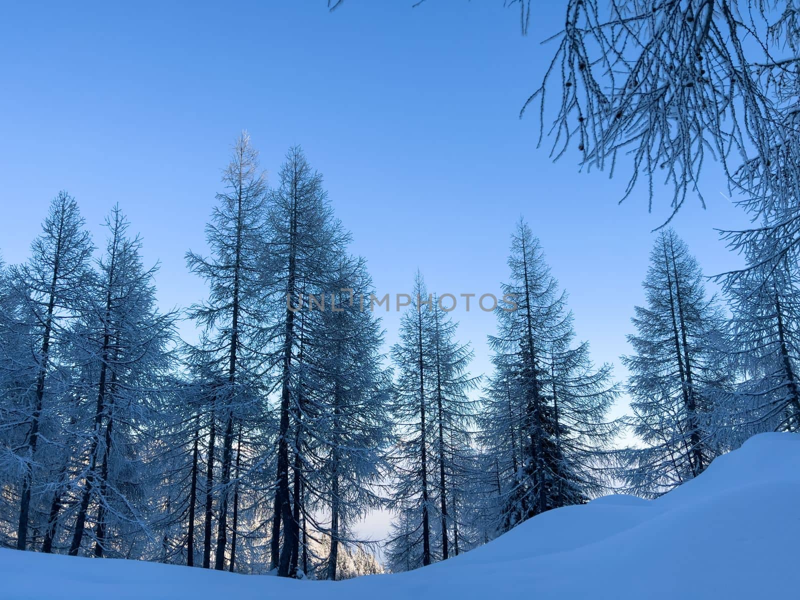 winter mountain landscape peaks and trees snow covered by Chechotkin