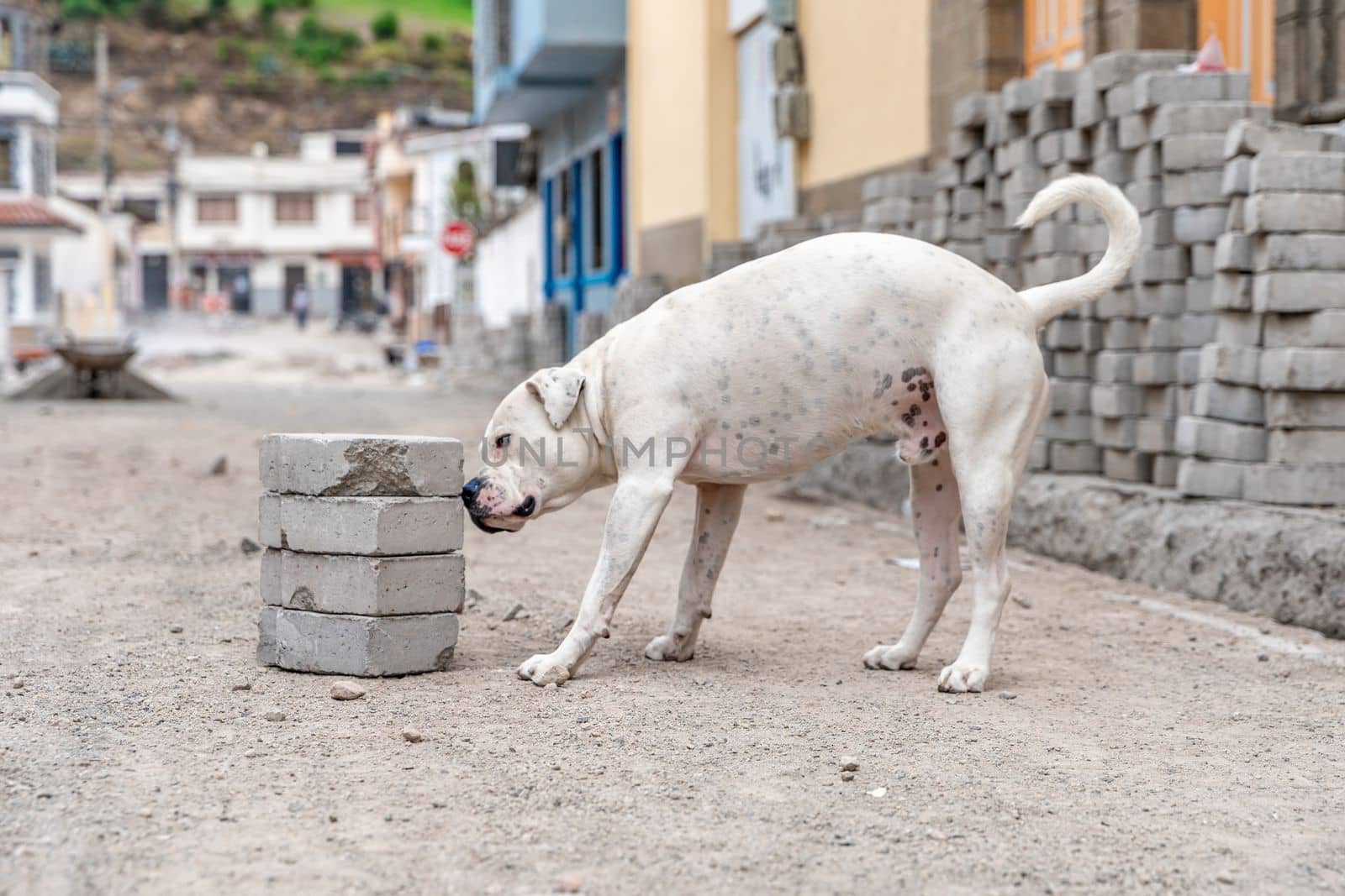 dog on the city street by Edophoto
