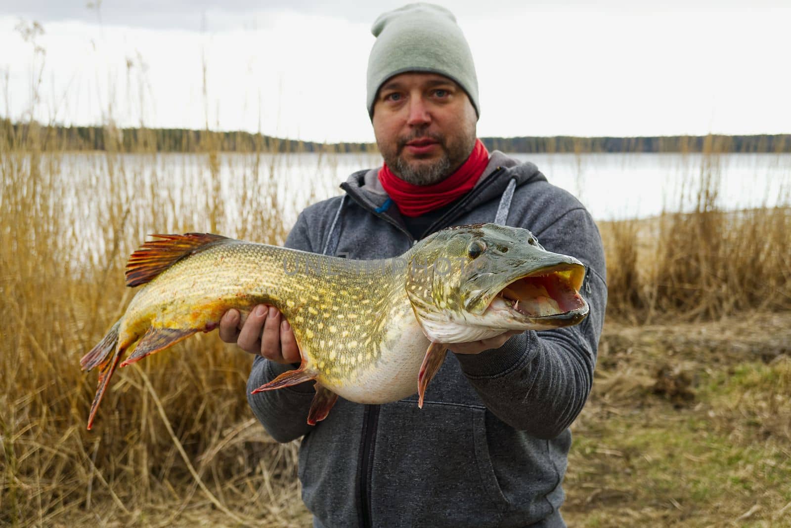 fisherman holding big pike fish. Northern Pike with beautiful natural camouflage by PhotoTime