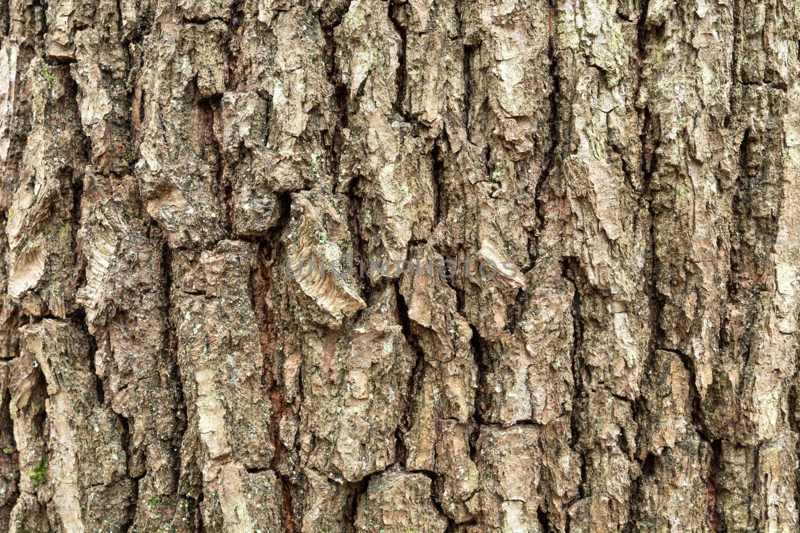 Close up of old tree trunk, background bark view