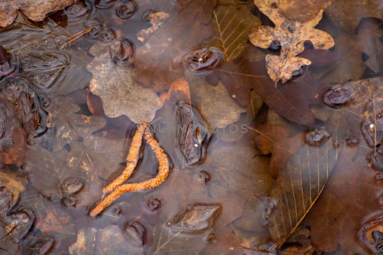 Fallen autumn brown leaves lying in the water