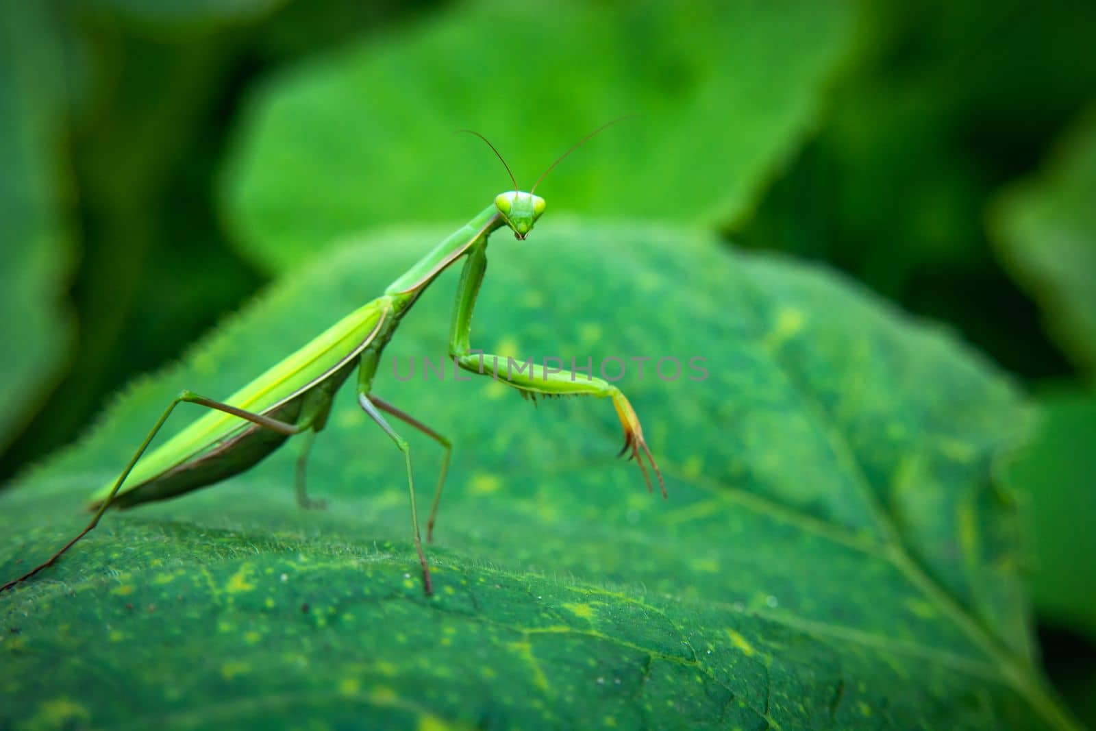 Single green mantis insect standing on a large leaf