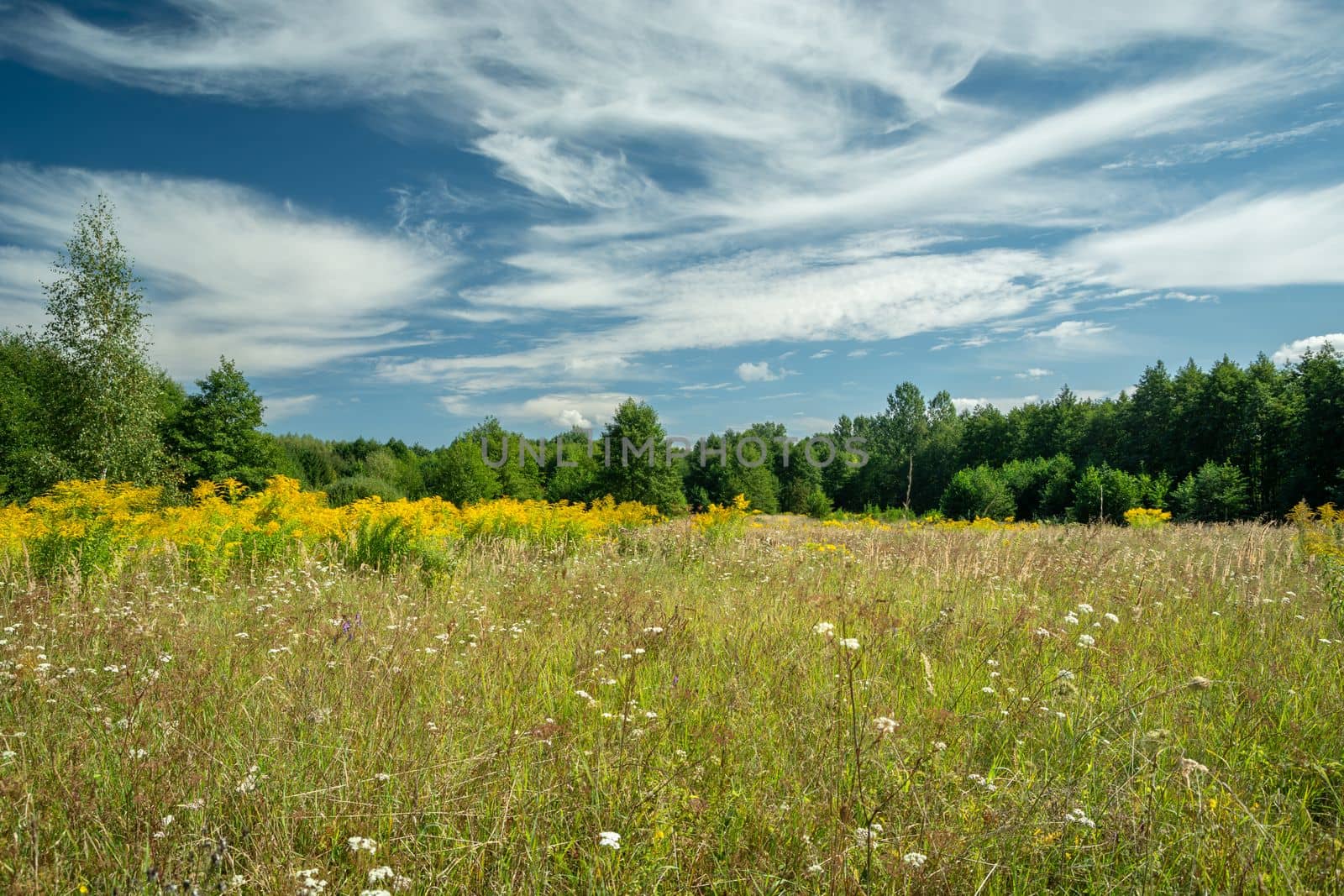 Herbs and grass in a meadow against a forest and clouds on the sky, summer day view