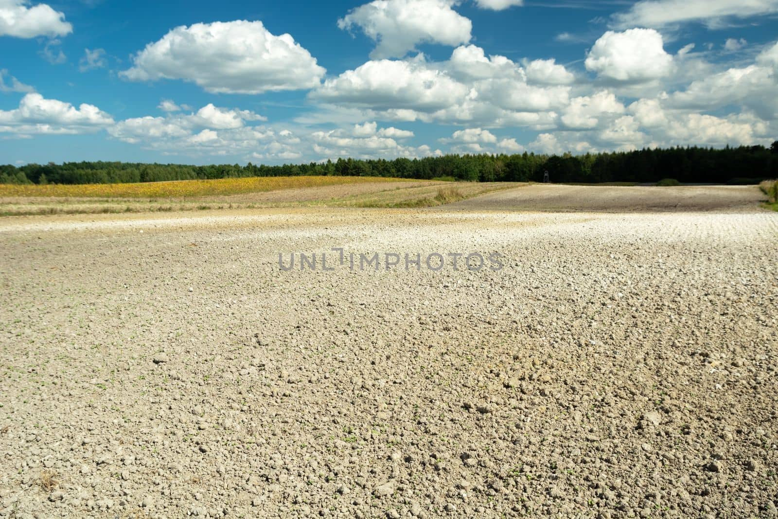 Dry ground on a plowed field in front of a forest and clouds on the sky, summer rural landscape