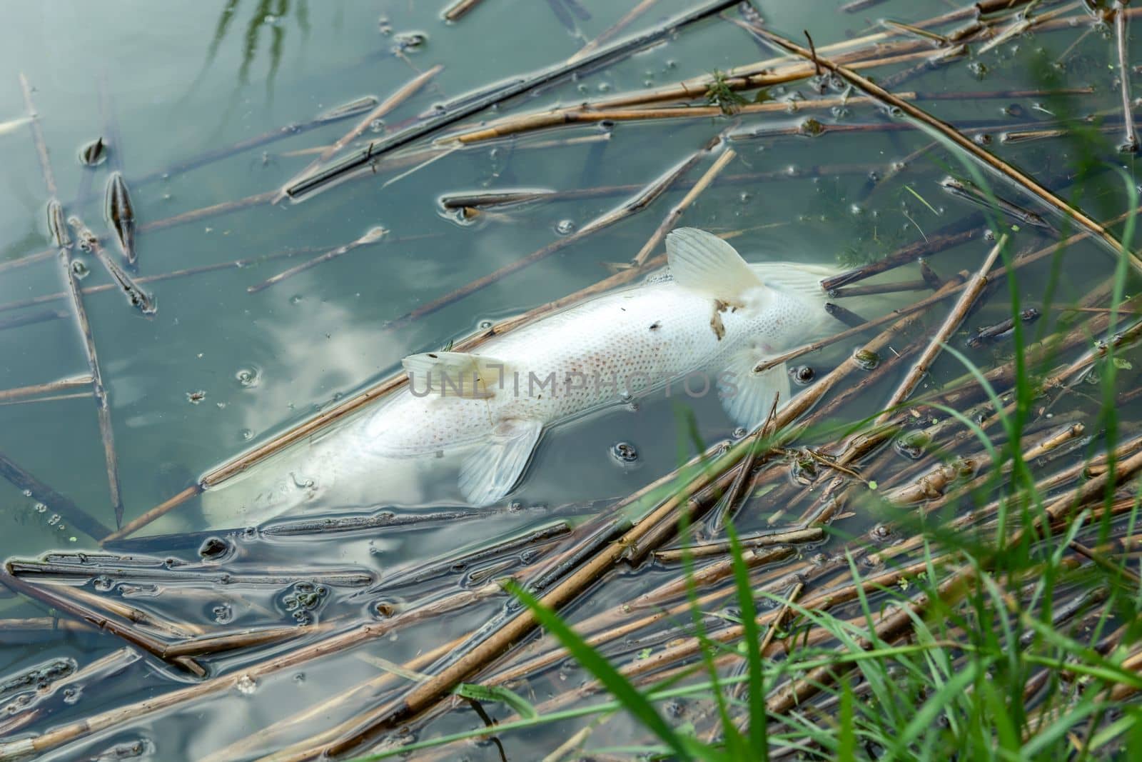 Close-up of a large dead fish in the water, eastern Poland