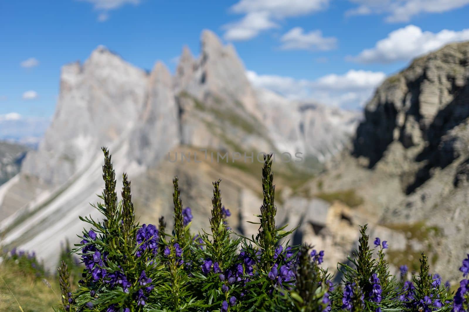 flowers against summer Dolomites peaks beautiful background. High quality photo