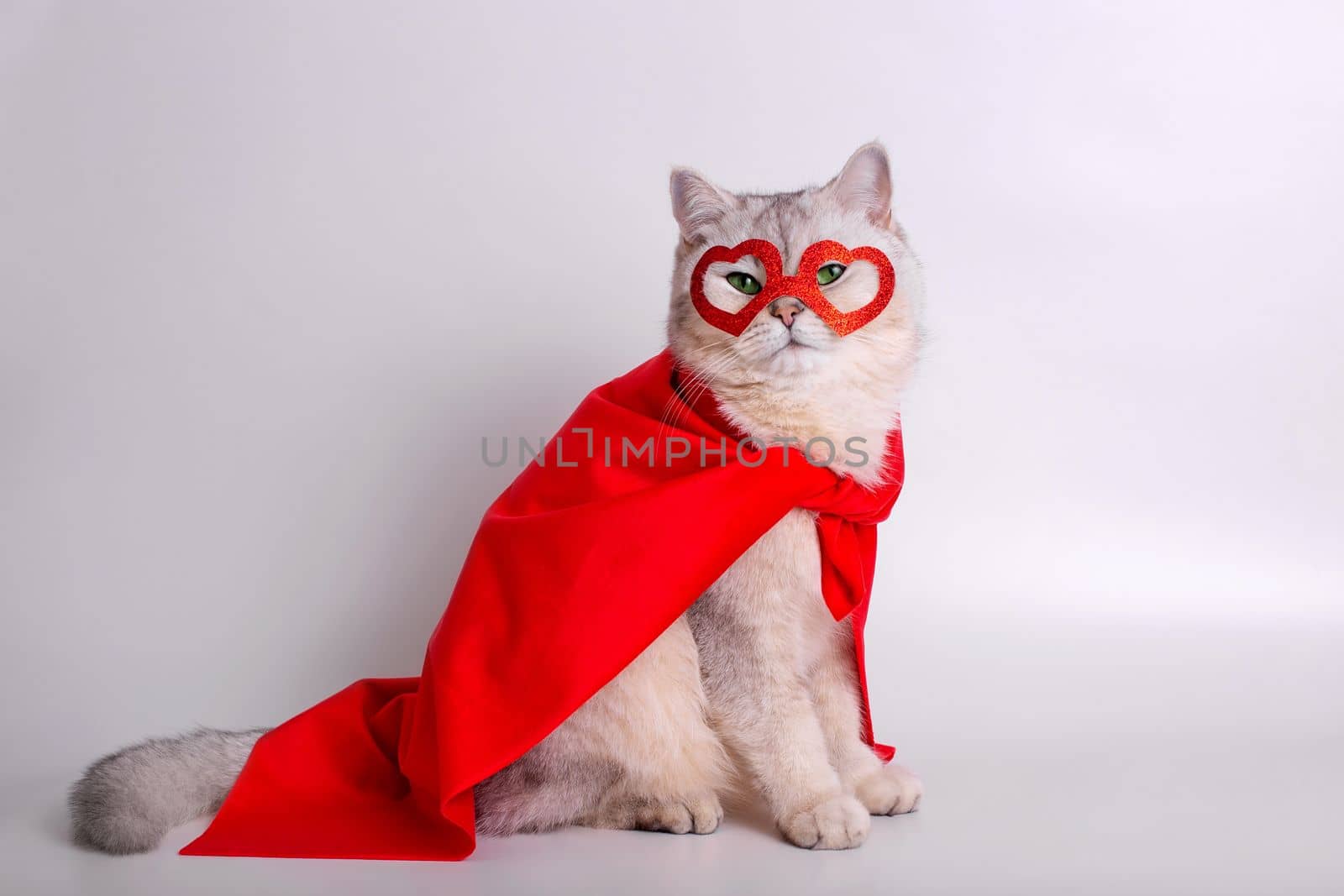 A white cat sits on white background in a red mask in the form of hearts and a red cape. by Zakharova