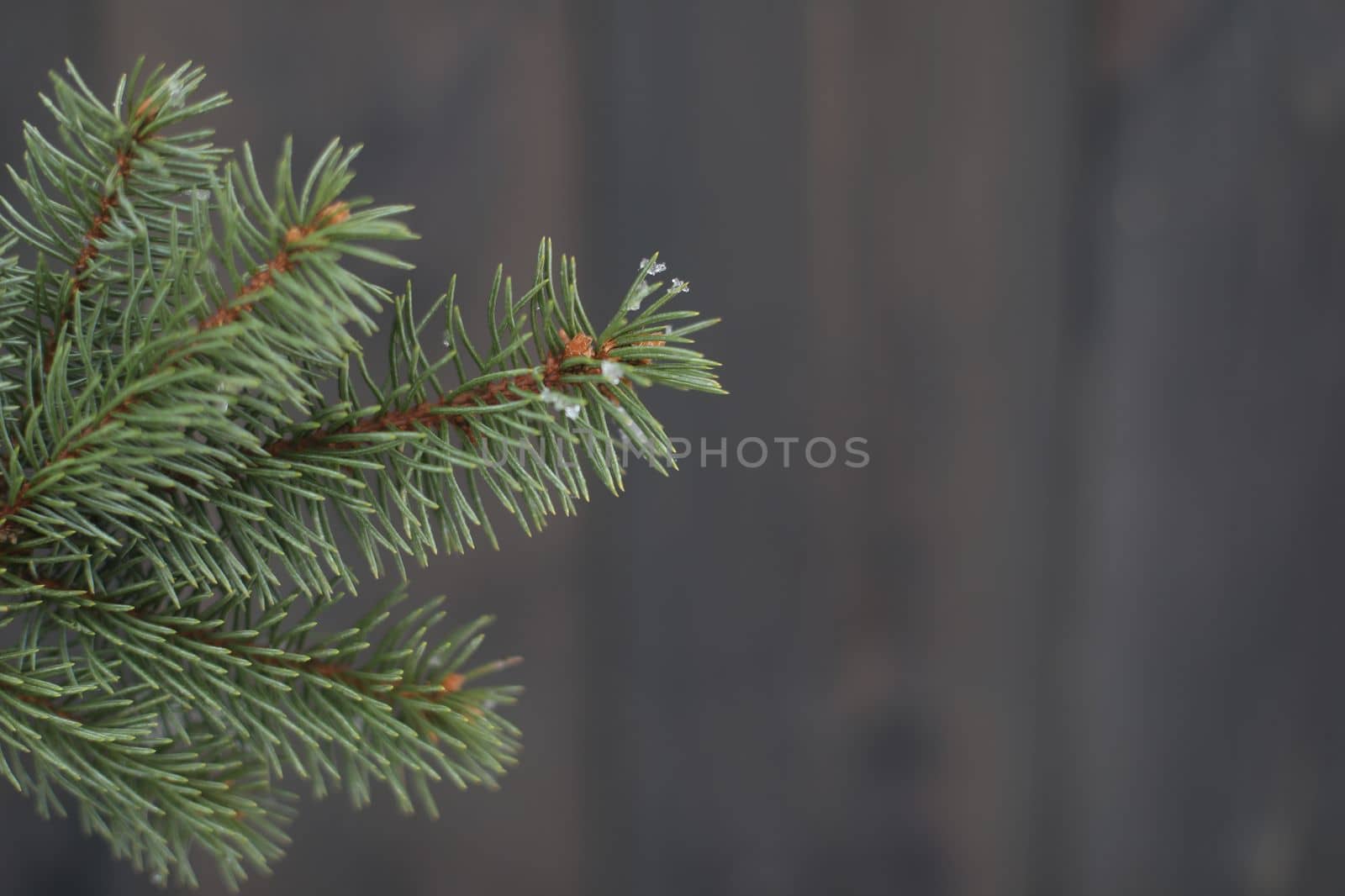 Green branch of fir tree isolated on dark wooden background. Christmas tree branch. Banner, greeting card design.