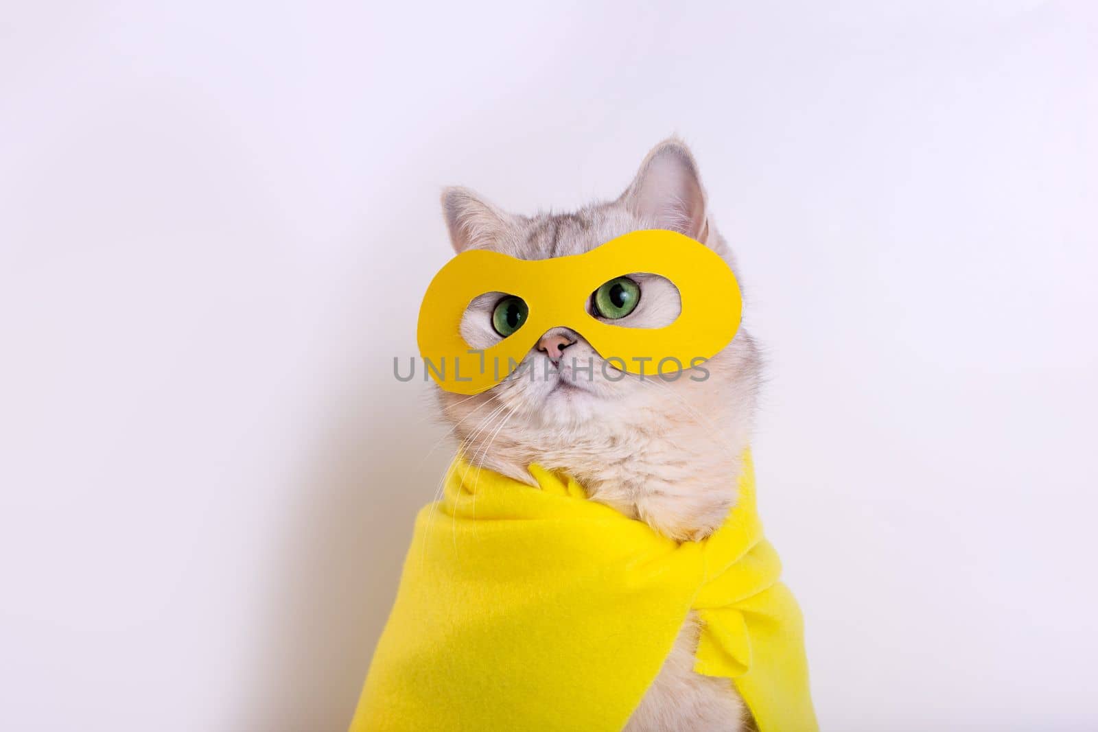 Close up of funny white cat in a yellow superhero costume: yellow mask and cape, sitting on a white background, looking away