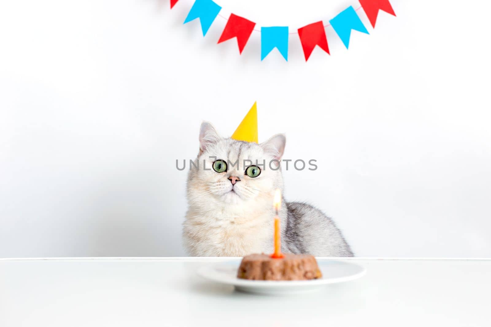 A funny cat in a yellow paper cap sits at a white table with a canned cat cake, on a white saucer and an orange candle. Multi-colored flags hanging in the background