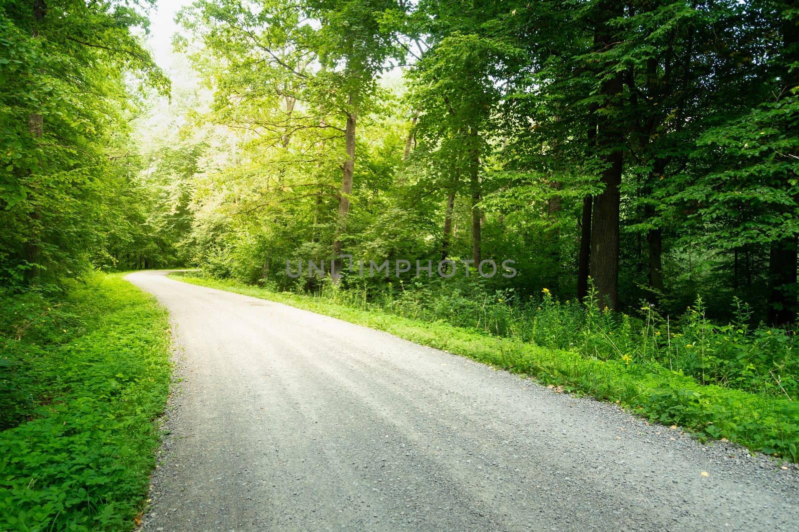 Dirt road through the green forest and sunlight, August day in eastern Poland