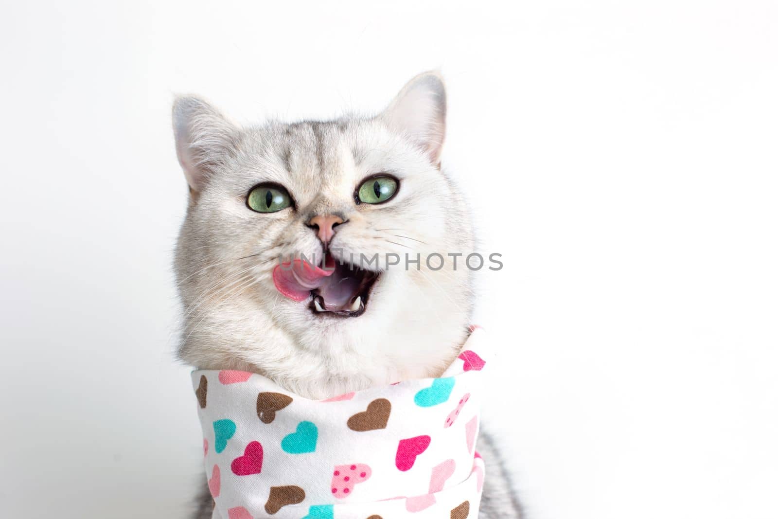 A cute white cat, licks its muzzle with its tongue, sits on a white background with a bib in hearts. Copy space. Close-up