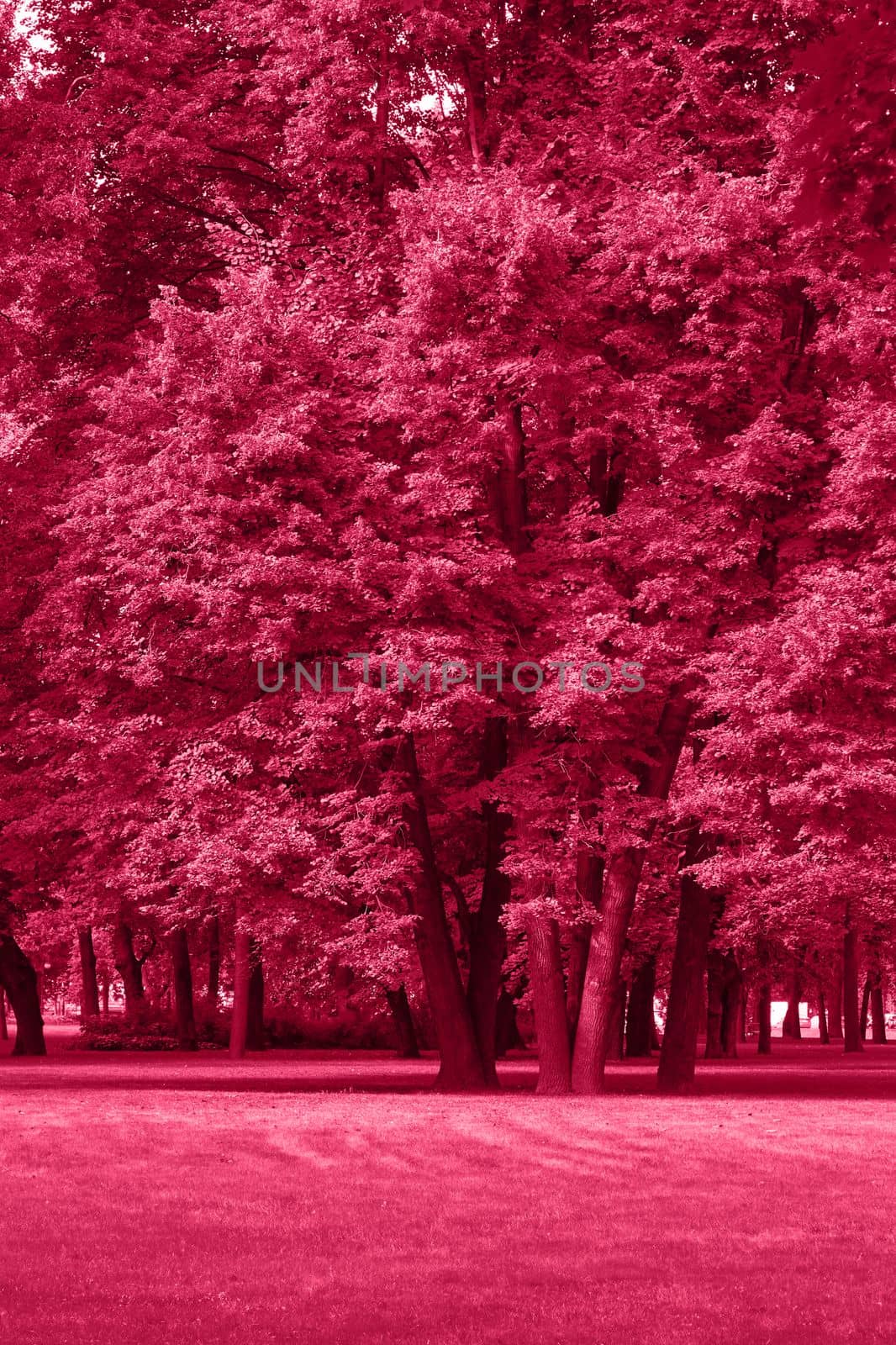 Viva Magenta colour park landscape. Garden monochrome background. Trendy color 2023. High quality photo