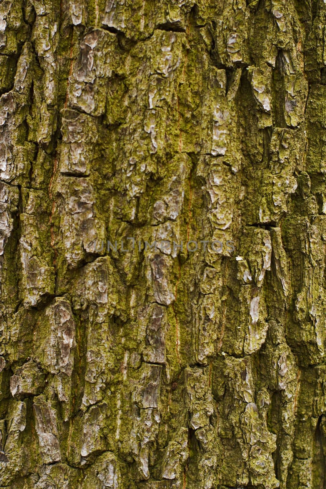 Texture of tree bark with green moss. Dry tree texture background. Nature concept. Cracked green tree bark background.