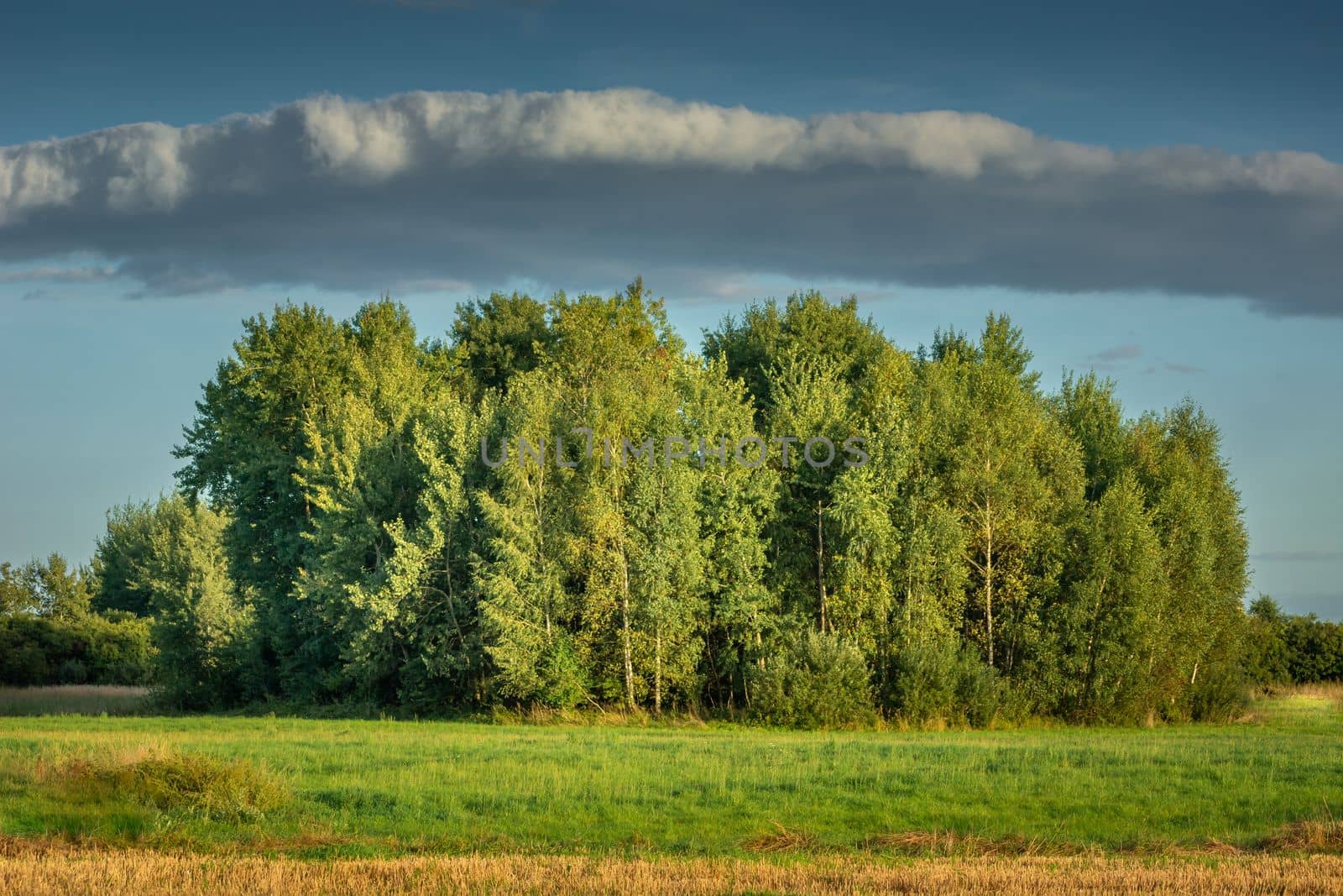 Cloud over a group of trees on the green meadow, September view in eastern Poland