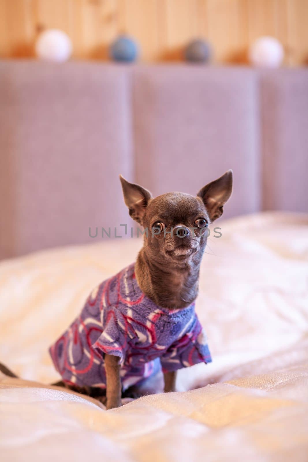 A close-up image shows a cute chihuahua puppy of a domestic mammal breed lying relaxing on a bed. Pets are resting, sleeping. A touching and emotional portrait. Dog ears, eyes and muzzles