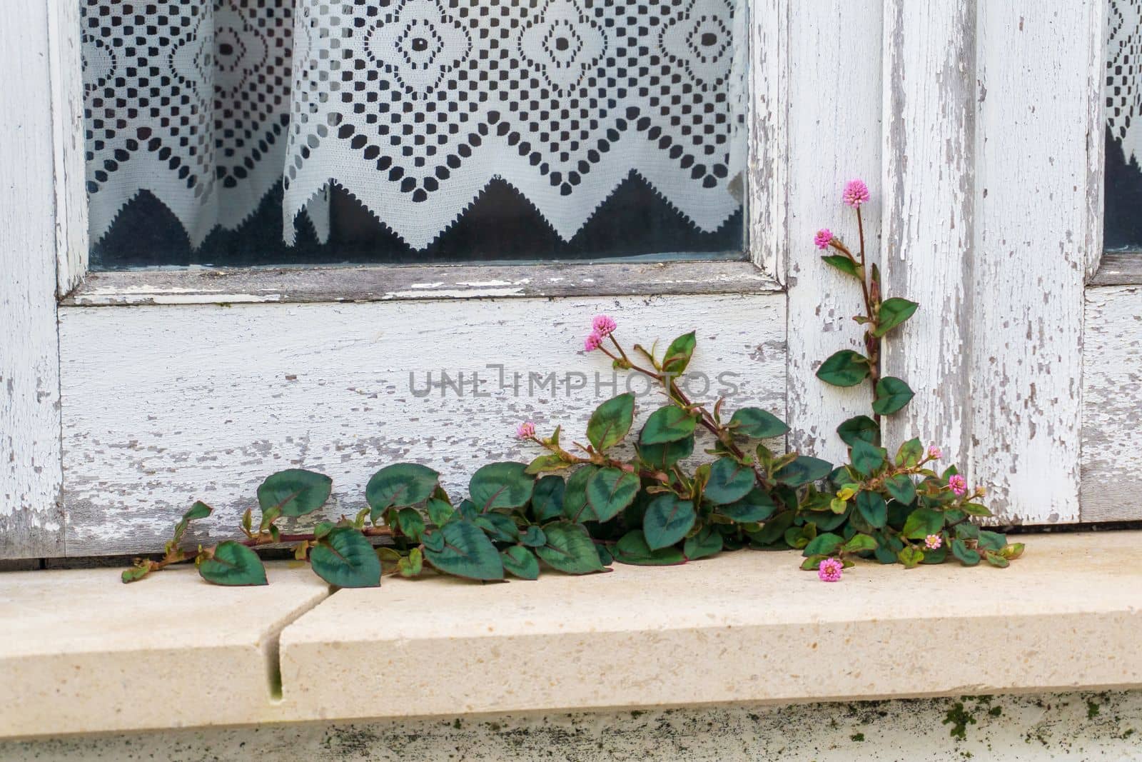 Persicaria capitata grew and blossomed on the windowsill of the house close up