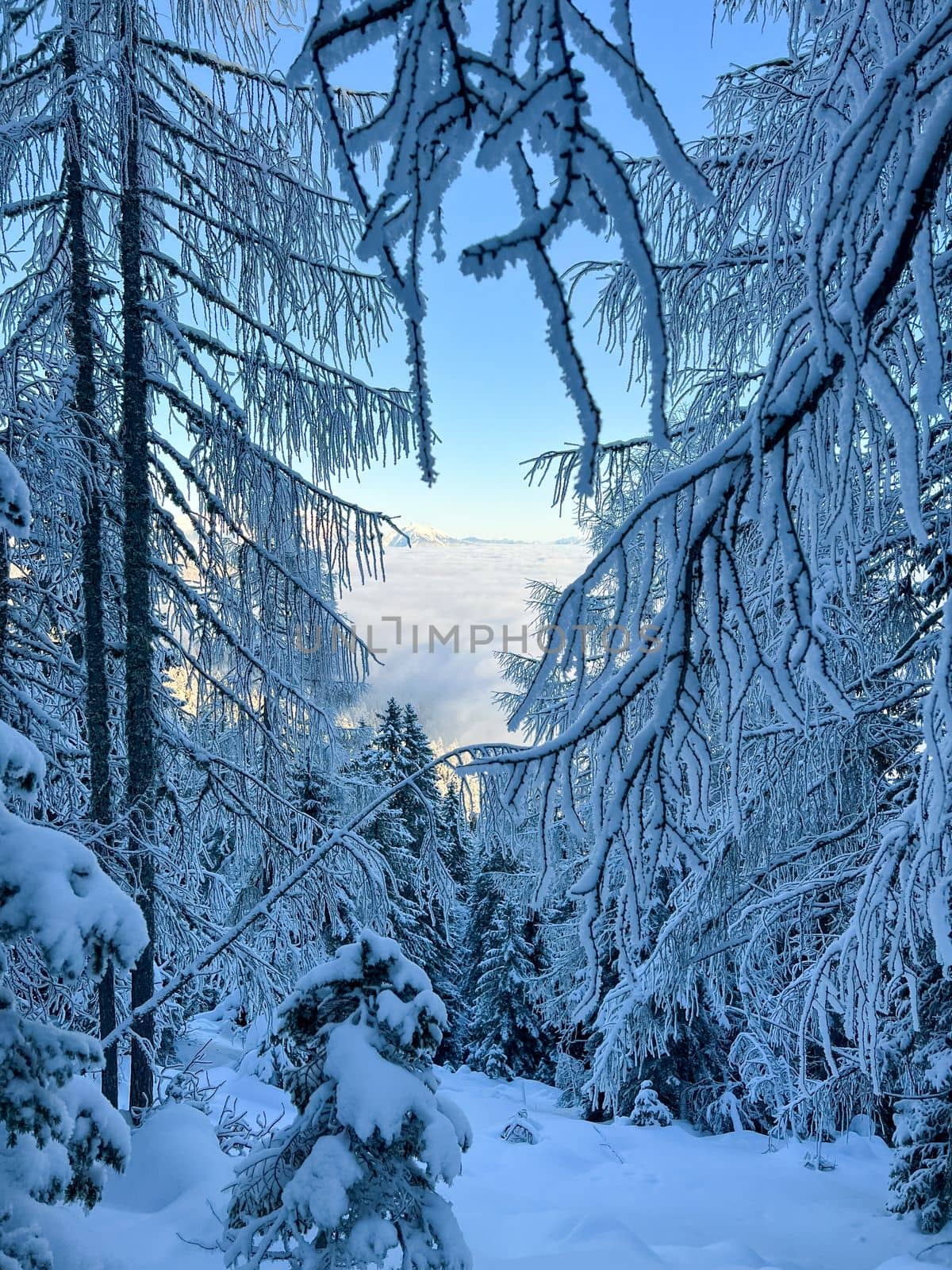 winter mountain landscape peaks and trees snow covered. High quality photo