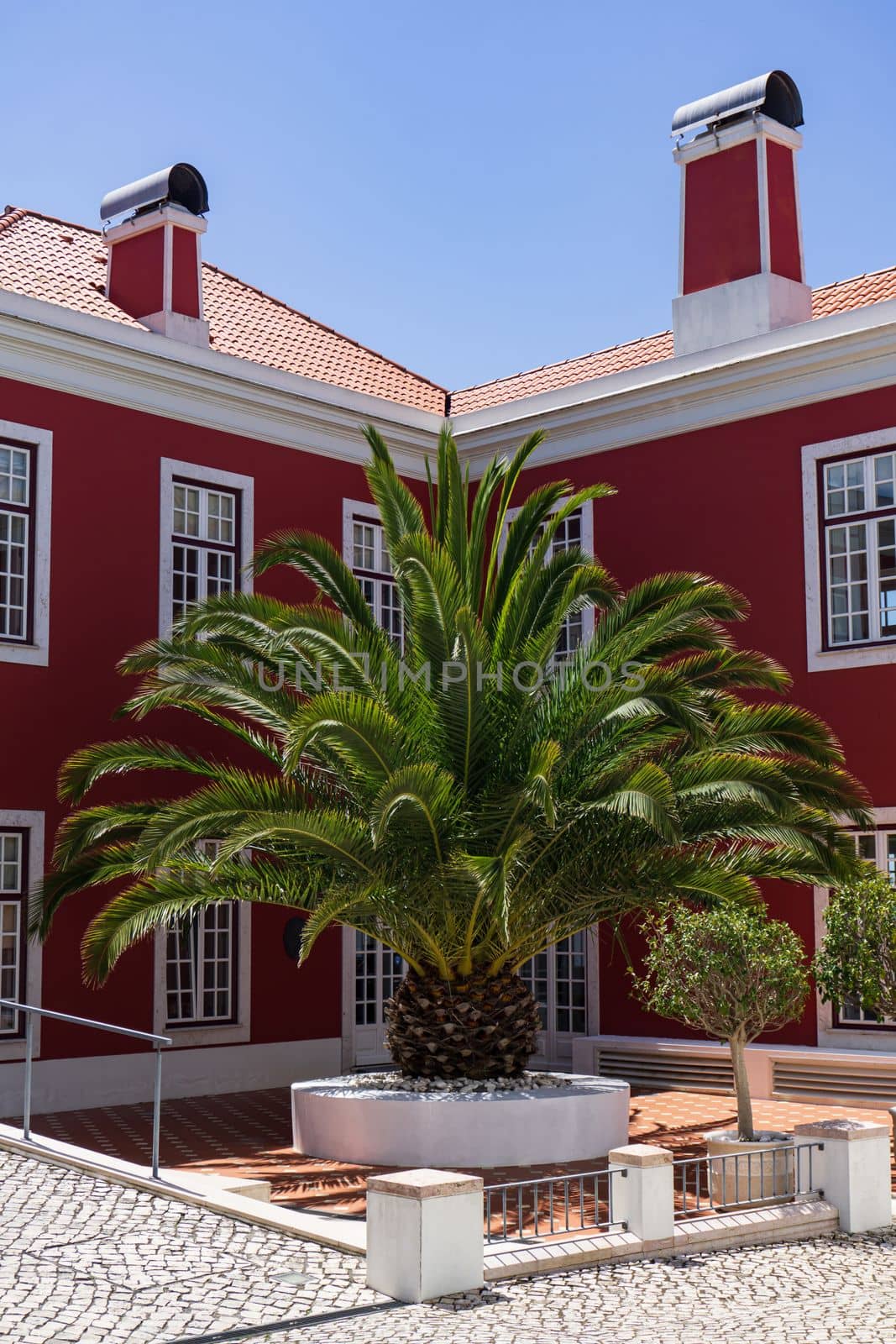 A large beautiful palm tree growing in front of a large beautiful house with burgundy walls, Sines Portugal