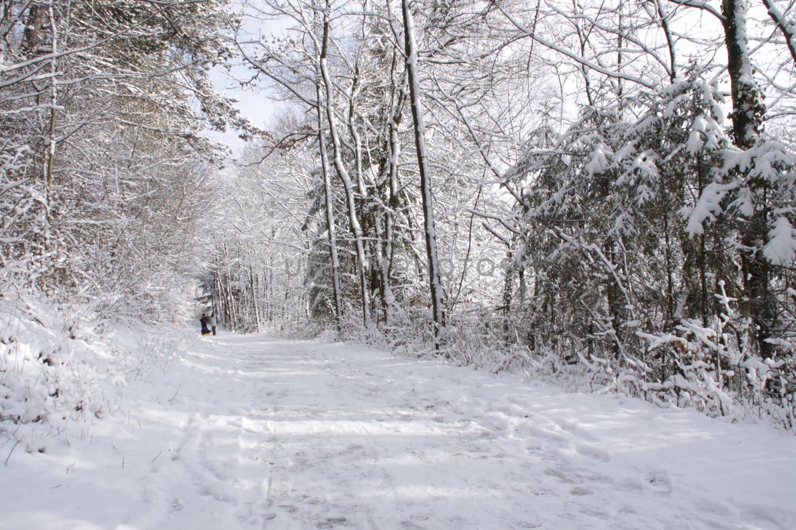 a road in a forest or park covered with snow in winter along with surrounding bushes and trees and Christmas trees in Germany Europe by Costin