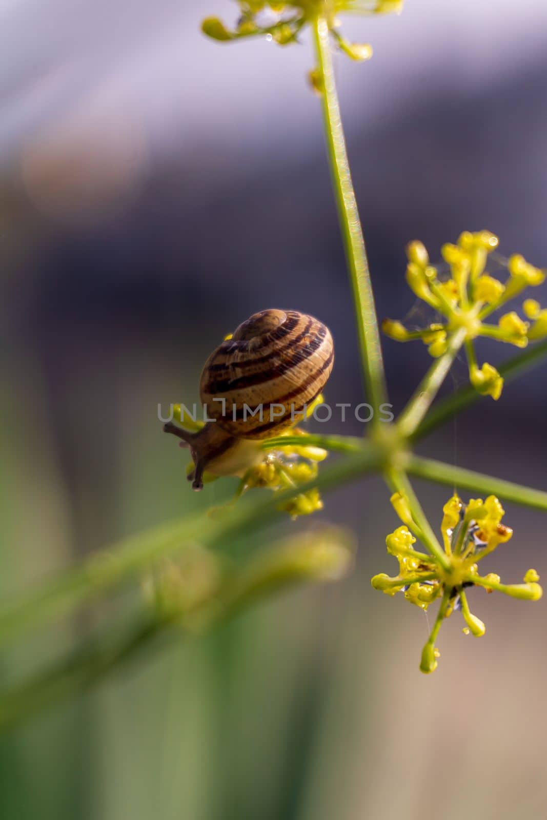 A tiny snail sits close up in a grass with blurred background