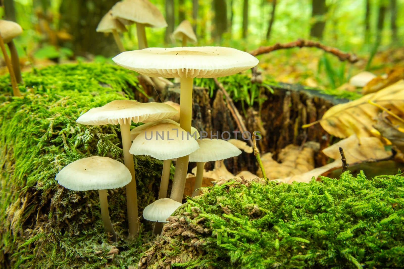 Wild mushrooms among the green mosses in the forest, September view in woodland eastern Poland