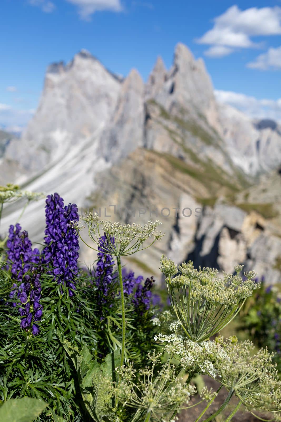 flowers against summer Dolomites peaks beautiful background by Chechotkin