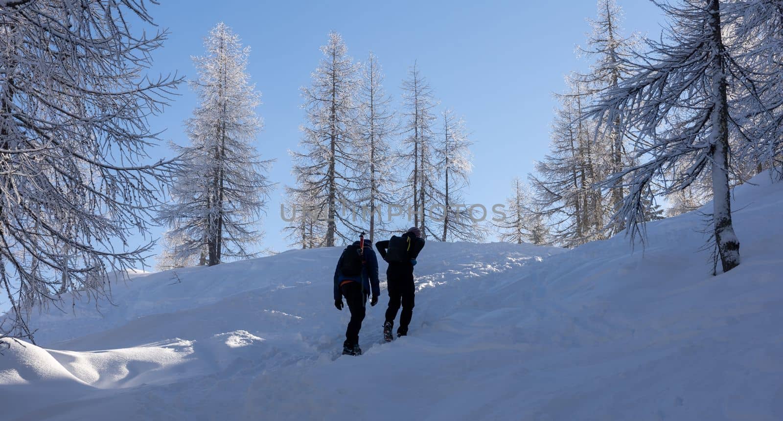 winter hikers climbing uphill trees covered with snow. High quality photo