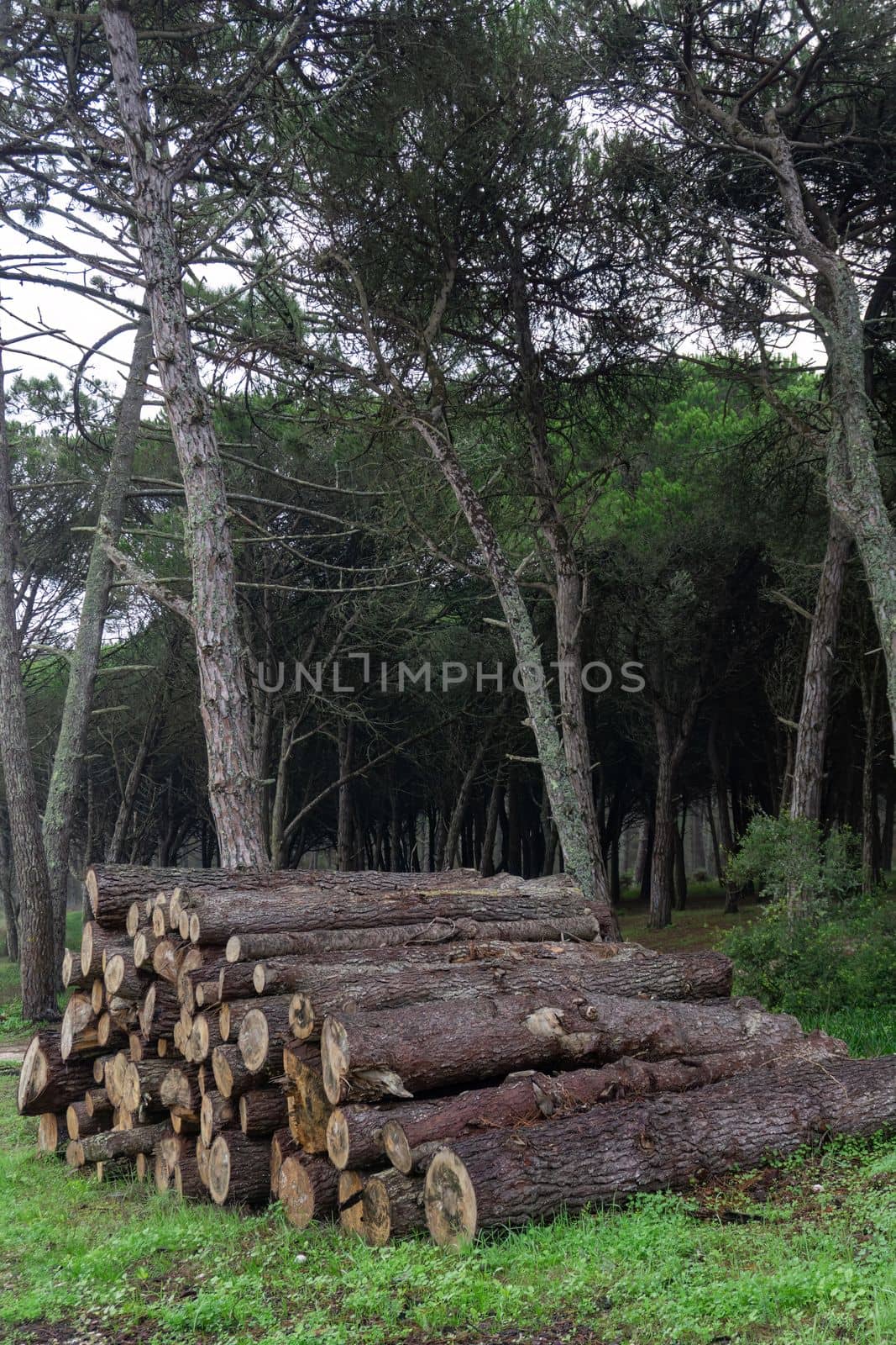 Felled conifer trunks stacked in the forest