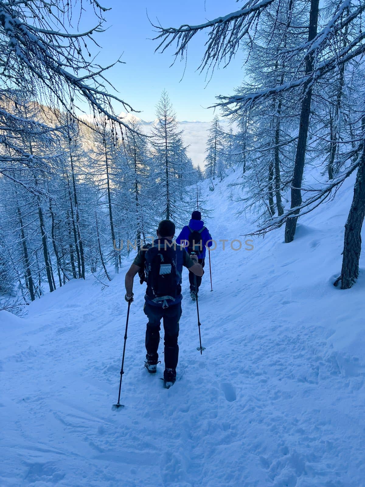 winter hikers climbing uphill trees covered with snow by Chechotkin