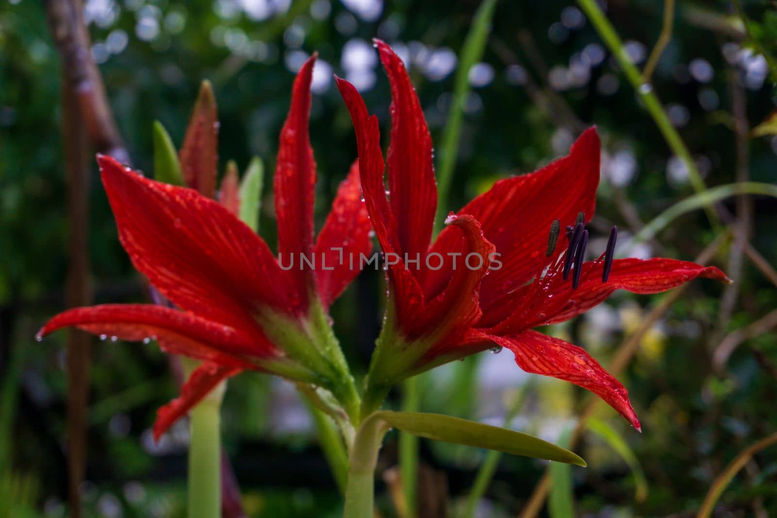 Huge bright red lily flower Amaryllis in the garden with water drops on the petals by Challlenger