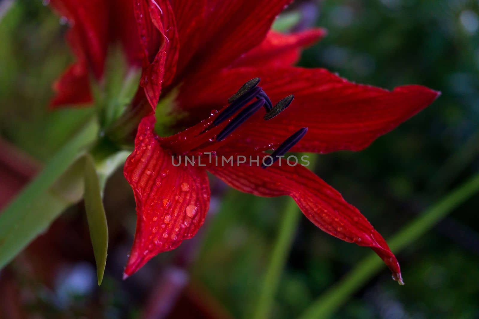 Huge bright red lily flower Amaryllis in the garden with water drops on the petals close up