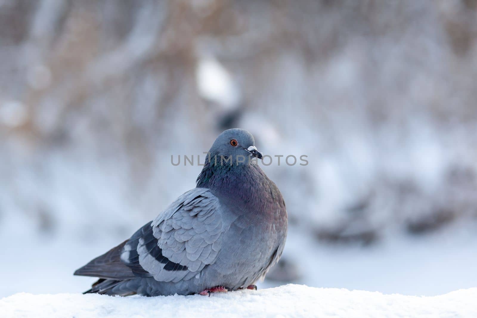 Beautiful pigeons sit in the snow in the city park in winter. by AnatoliiFoto