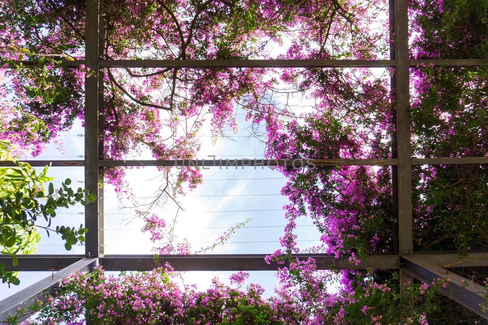 Metal structure embellished purple bougainvillea blossom background
