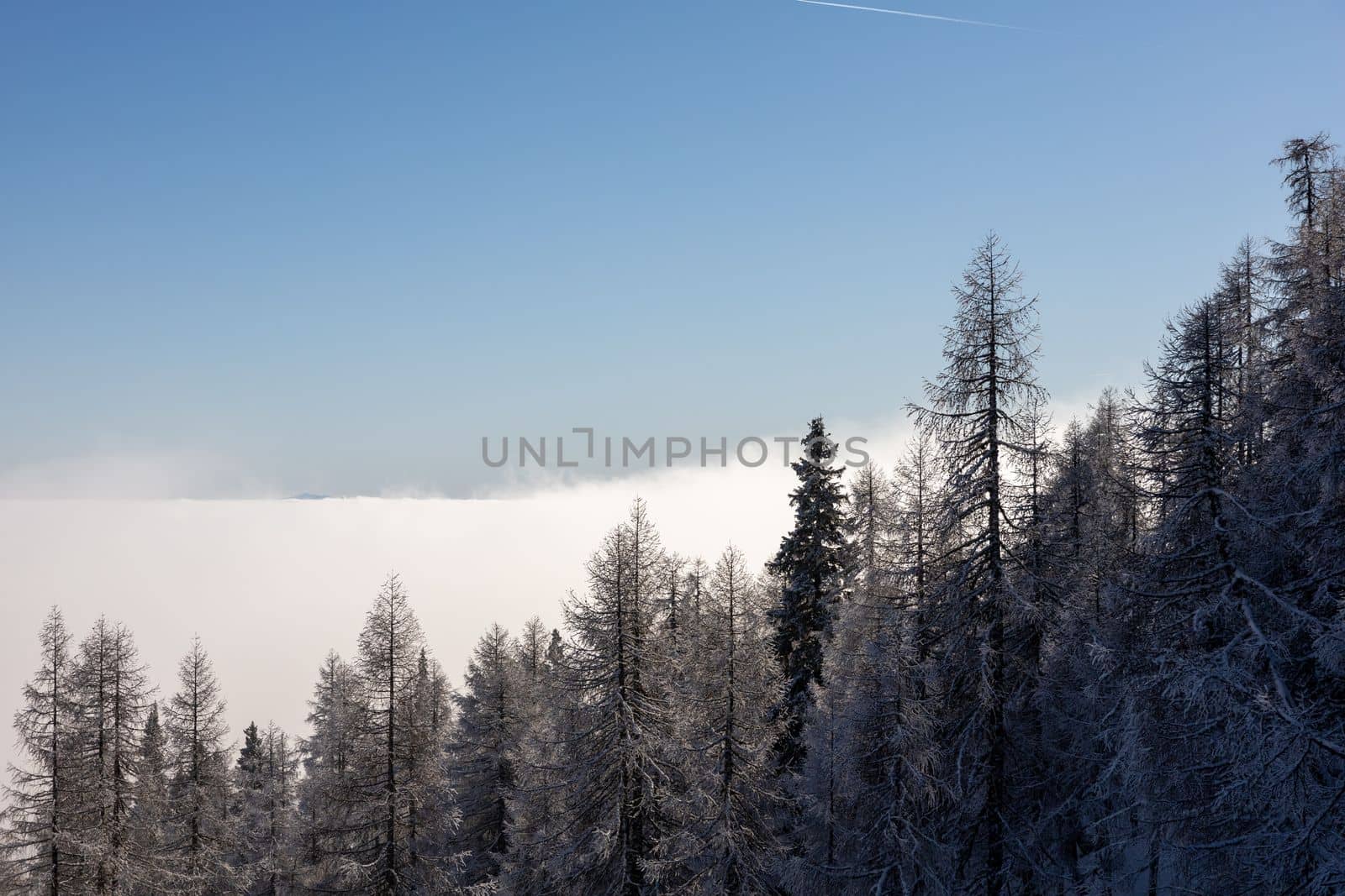 winter mountain landscape peaks and trees snow covered by Chechotkin