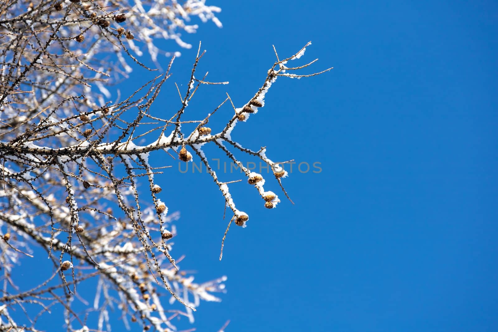 snow covered tree branch against blue sky. High quality photo
