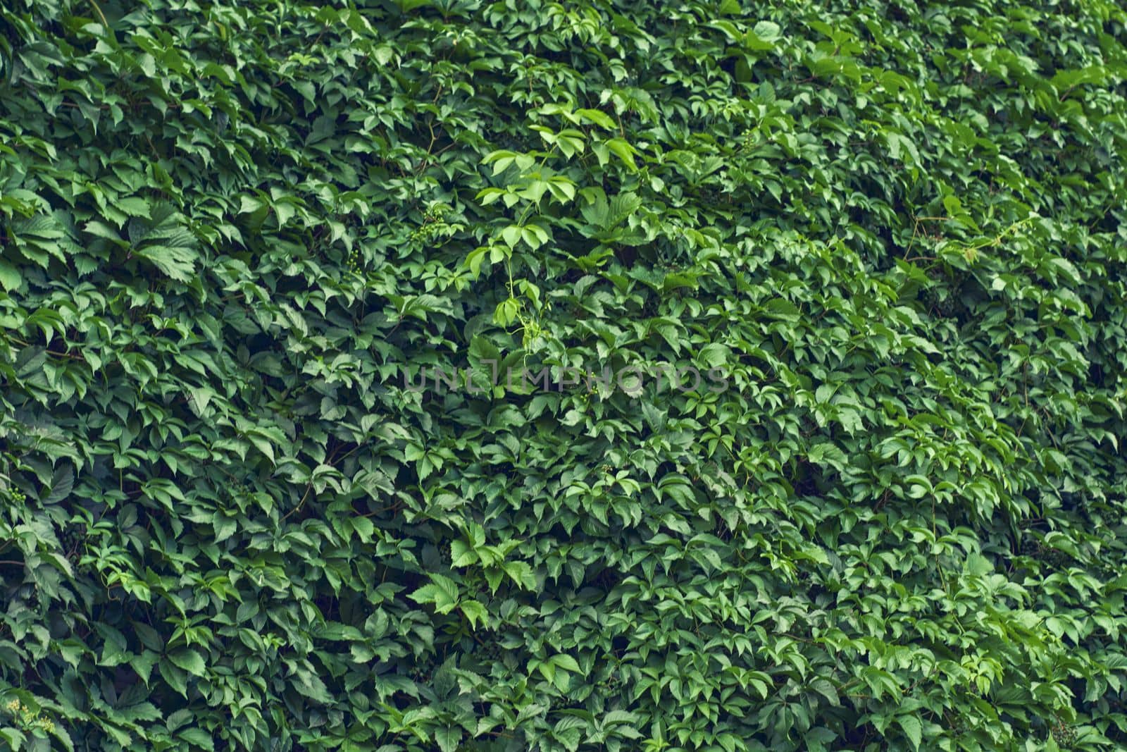 Parthenocissus leaves green natural background. High quality photo