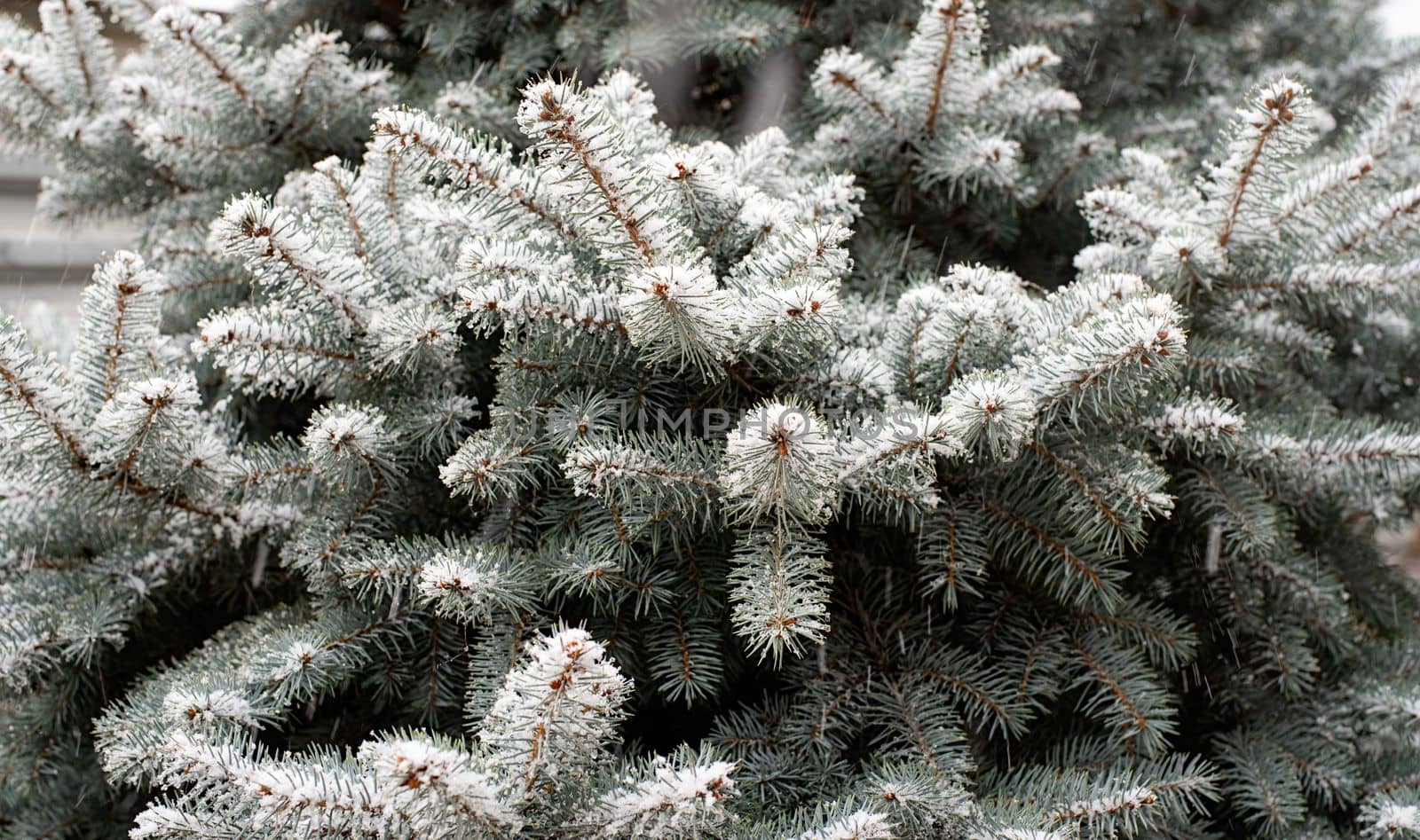 Texture of green pine fir branches