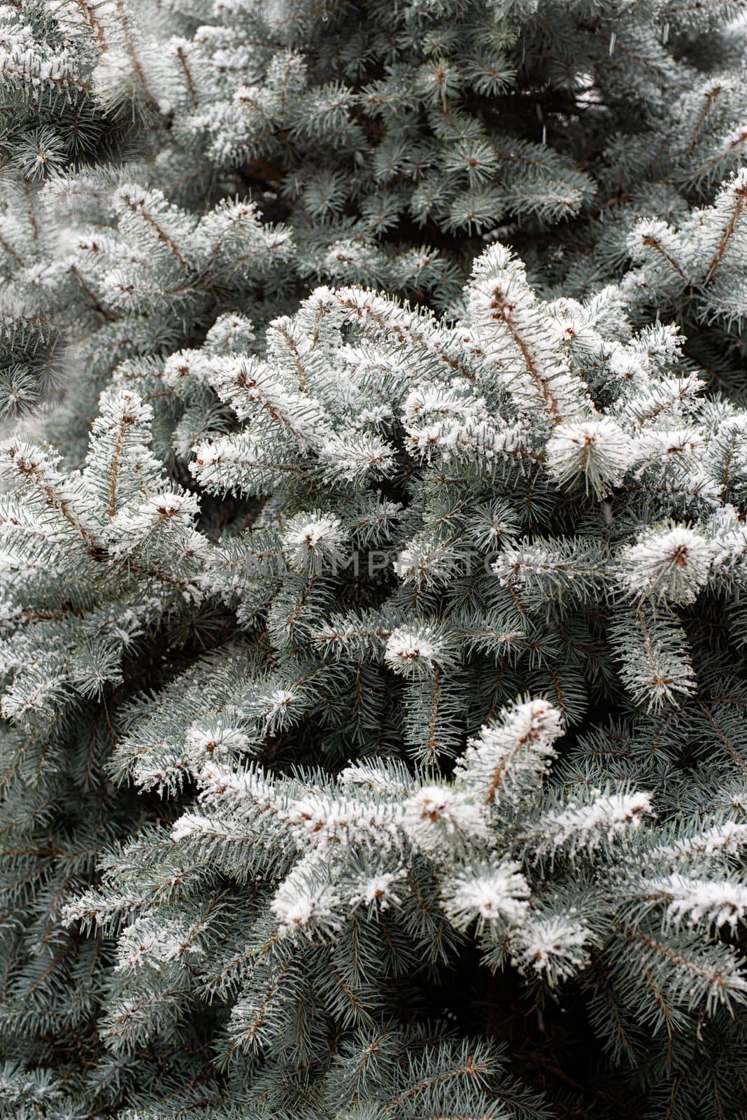 Texture of green pine fir branches